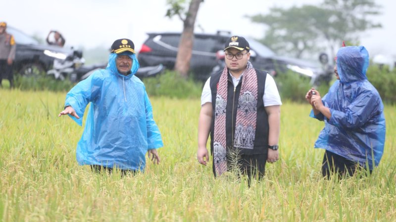 Diiringi Berkah Hujan, Mentan SYL dan Mas Bupati Kediri Panen Padi