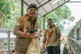 Mentan SYL Dorong Produksi Kambing dan Domba Kulon Progo Banjiri Kebutuhan Nasional