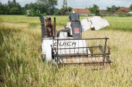 Mentan SYL Pastikan Ketersediaan Beras di DIY Melimpah