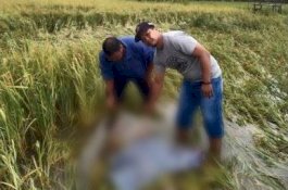 Kakek Wa Songke Hilang Dua Hari, Ditemukan Meninggal di Tengah Sawah