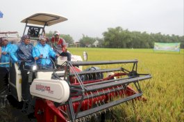 Panen Raya Padi di Lamongan Capai 7,3 Ton Perhektare