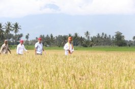 Jadi Wilayah Surplus Beras Nasional, Mentan SYL Dorong Sulawesi Tengah Perluas Area Tanam