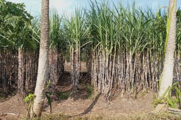 Kementan Dorong Peningkatan Produksi Tebu Demi Wujudkan Swasembada Gula