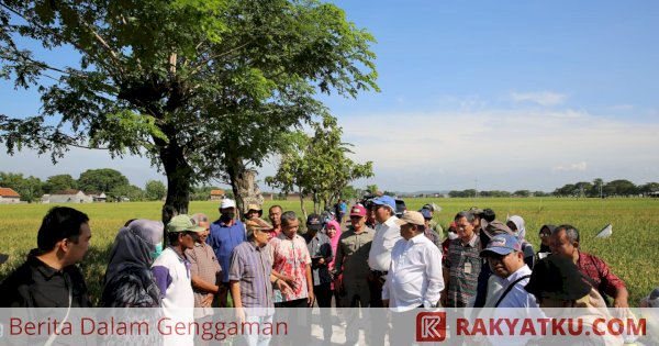 Panen di Sragen, Harga Gabah Langsung Anjok Menjadi Rp 5.200