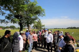 Panen di Sragen, Harga Gabah Langsung Anjok Menjadi Rp 5.200