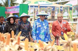 Bupati Wajo Panen Perdana Jagung di Lahan Percontohan di Lapaukke