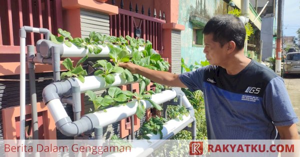 Budidaya Sayur Secara Hidroponik di Lorong Wisata Makassar