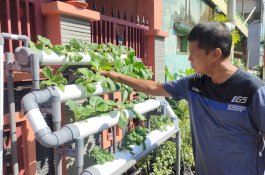 Budidaya Sayur Secara Hidroponik di Lorong Wisata Makassar