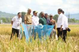 Usai Panen Bersama Presiden, Mentan SYL Canangkan Percepatan Tanam