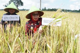 Gowa Siapkan 3.004 Ha Lahan untuk Program Panen Padi Nusantara