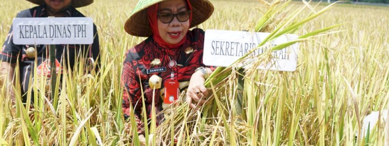 Gowa Siapkan 3.004 Ha Lahan untuk Program Panen Padi Nusantara