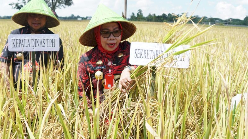 Gowa Siapkan 3.004 Ha Lahan untuk Program Panen Padi Nusantara