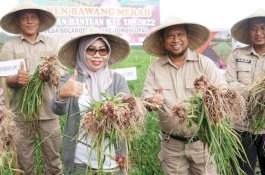 Gowa Optimistis Swasembada Bawang Merah