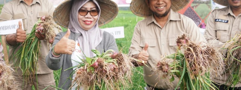 Gowa Optimistis Swasembada Bawang Merah