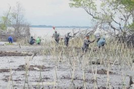 DKP Sulsel Tanam Mangrove di Desa Polewali Bone