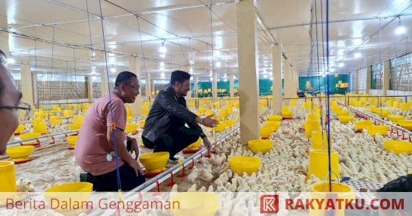 Gowa Jadi Lokasi Pengembangan Peternakan Ayam Broiler