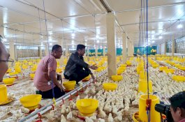 Gowa Jadi Lokasi Pengembangan Peternakan Ayam Broiler