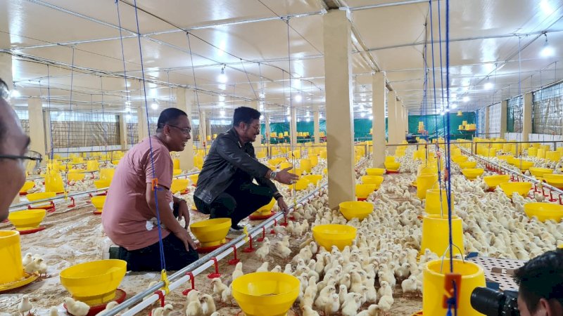 Gowa Jadi Lokasi Pengembangan Peternakan Ayam Broiler