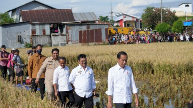 Panen raya padi di Kelurahan Baji Pamai, Kecamatan Maros Kota, Kabupaten Maros, Sulsel, Kamis (30/3/2023).