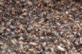 Ulat Bulu Serang Permukiman Warga di Parepare