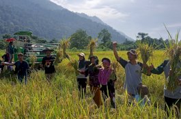Petani Binaan PT Vale Sukses Panen Padi Organik Metode SRI di Morowali