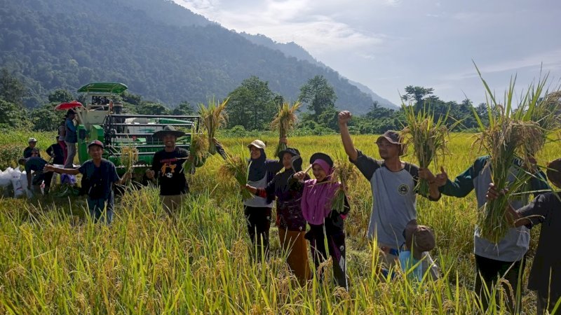 Panen petani binaan program Pertanian Sehat Ramah Lingkungan Berkelanjutan (PSRLB) melalui metode System of Rice Intensification (SRI) Organik PT Vale Indonesia di Desa Ululere, Kecamatan Bungku Timur, Kabupaten Morowali, Sulawesi Tengah, Ahad (7/5/2023). 