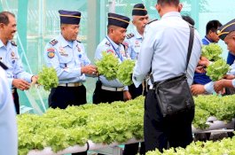 Manfaatkan Pertanian Modern Hidroponik, WPS Lapas Bulukumba Panen Selada