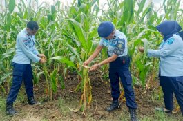 Karutan Sengkang Bersama WBP Panen Jagung Untuk Pakan Ternak