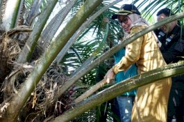 Sukses Program Peremajaan Sawit Rakyat, Bupati Luwu Utara Panen Perdana
