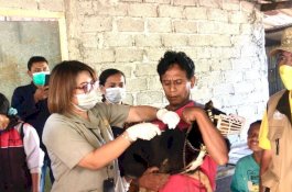 Tekan Penyebaran, Kementan Lakukan Vaksinasi Massal Rabies di NTT