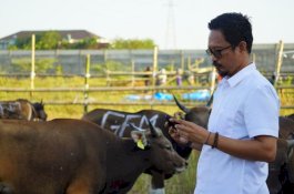 Jamin Kesehatan Hewan Kurban, PD RPH Makassar Lakukan Karantina Ulang