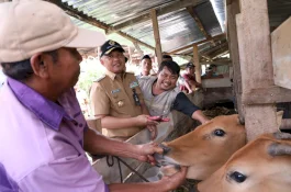 Bupati Bantaeng Pantau Vaksinasi dan Penandaan Ternak
