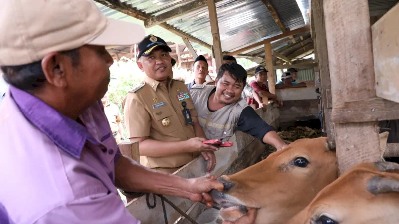 Bupati Bantaeng Pantau Vaksinasi dan Penandaan Ternak