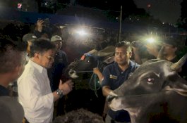 Peternak Sapi Bima Sampaikan Terimakasih Ke Kementan
