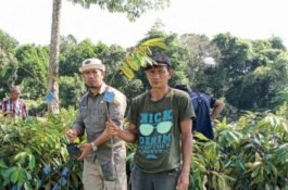 Kementerian Pertanian Bangun Kampung Hortikultura di Luwu Utara