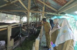 Distan Luwu Utara Jamin Ketersediaan Hewan Kurban Lebaran Iduladha 2023