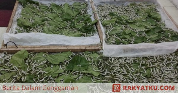 20 Tahun Vakum, Wajo Kembali Produksi Kokon Sutera