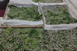 20 Tahun Vakum, Wajo Kembali Produksi Kokon Sutera
