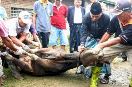 2.811 Ekor Sapi dan 18 Ekor Kambing Hewan Qurban di Wajo, Amran Mahmud Apresiasi Shohibul Qurban