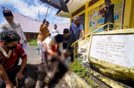 Ketua Partai Golkar Sulsel Sembelih Empat Ekor Sapi Kurban di Parepare