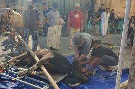 Masjid Al Ikhlas Prima Griya Makassar Sembelih Enam Ekor Sapi Kurban