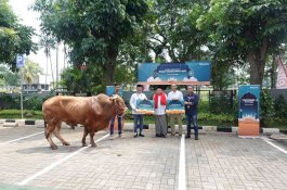 Telkomsel Salurkan 720 hewan kurban se-Indonesia. Sulawesi Total 20 Hewan Kurban