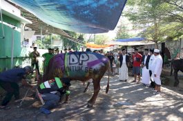 Danny Pomanto Saksikan Pemotongan Hewan Kurban dan Gelar Open House