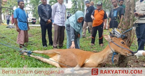 Lebaran Iduladha 2023, 1.213 Hewan Kurban Disembelih di Luwu Utara