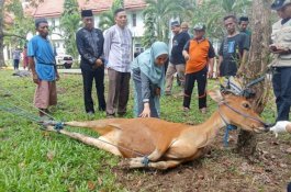 Lebaran Iduladha 2023, 1.213 Hewan Kurban Disembelih di Luwu Utara