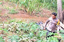 Selalu Ada Bersama Warga, Polisi di Wajo Bantu Petani Panen Jagung