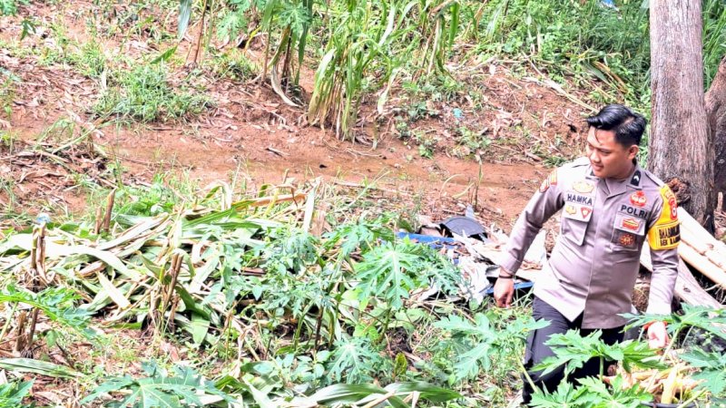 Selalu Ada Bersama Warga, Polisi di Wajo Bantu Petani Panen Jagung