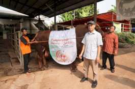 Iduladha 1444 H, TelkomGroup Distribusikan 1.091 Hewan Kurban ke Seluruh Indonesia