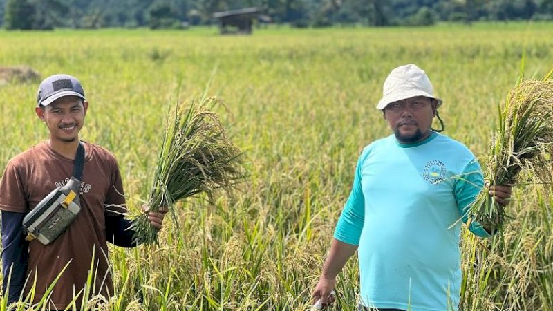 Produktivitas pertanian Petani binaan PT Vale Indonesia di Desa Lamedai, Kabupaten Kolaka, Sulawesi Tenggara (Sultra), melimpah berkat dukungan program Pertanian Sehat Ramah Lingkungan Berkelanjutan (PSRLB) yang menerapkan System of Rice Intensification (SRI) Organik. (Foto: PT Vale Indonesia)