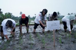Jelang El Nino Mentan Tanam Padi dan Pastikan Ketersediaan Beras Aman